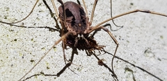 Bidentolophus bidens