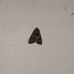 Noctuoidea