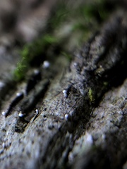 Dictyocatenulata alba
