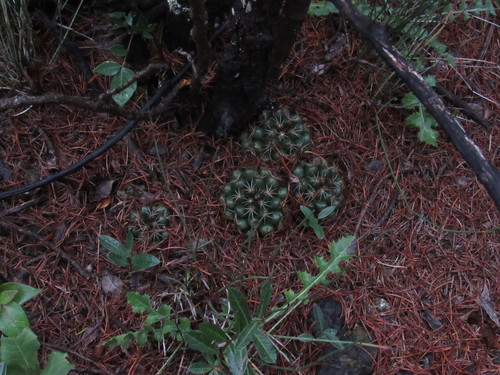 Mammillaria melaleuca