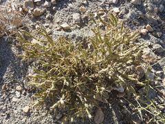Cylindropuntia tesajo