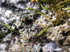Caloplaca sideritis