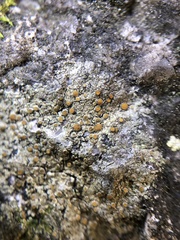 Caloplaca sideritis