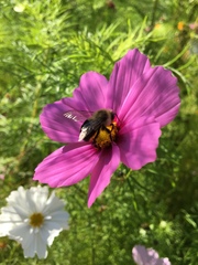 Bombus impatiens