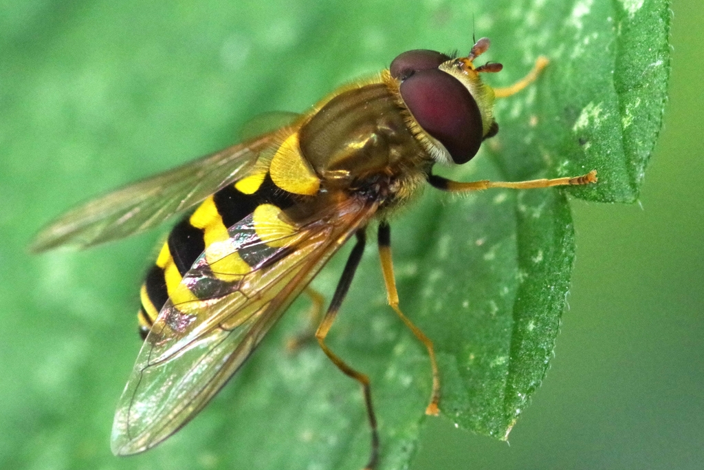 Black-thighed Flower Fly
