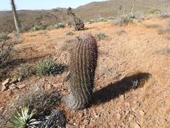 Ferocactus gracilis gracilis
