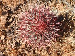 Ferocactus gracilis gracilis
