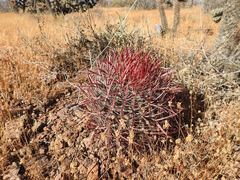 Ferocactus gracilis gracilis