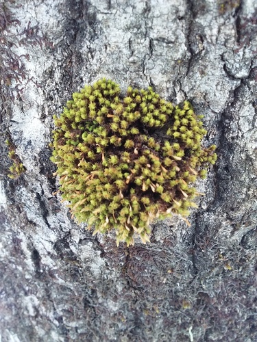 Tikroji garbuonė nuotrauka
