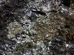 Caloplaca sideritis