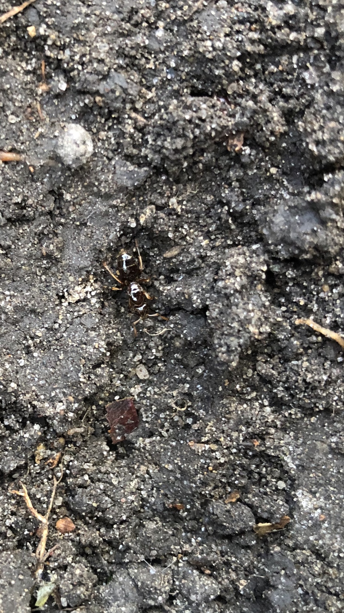 Lasius claviger