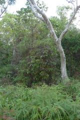 Dicranopteris linearis