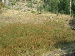 Rumex triangulivalvis