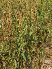 Rumex triangulivalvis