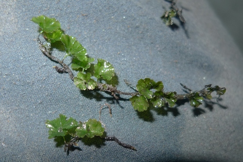 Crepidomanes parvulum