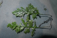 Trichomanes bipunctatum