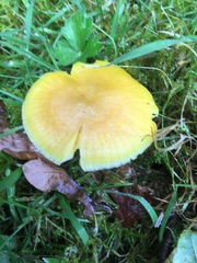 Hygrocybe quieta