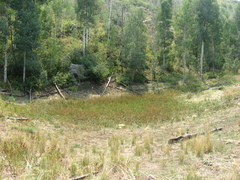 Rumex triangulivalvis