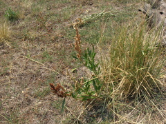 Rumex triangulivalvis