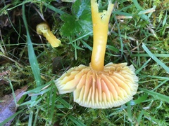 Hygrocybe quieta