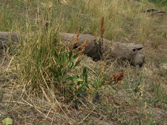 Rumex triangulivalvis