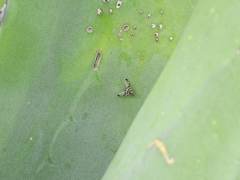 Pseudodyscrasis scutellaris