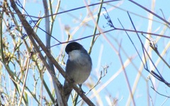 Curruca melanocephala