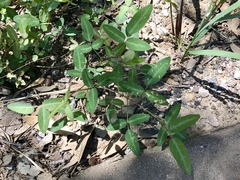 Desmodium batocaulon