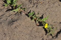 Camissoniopsis micrantha