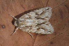 Meganephria bimaculosa