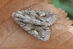 Meganephria bimaculosa