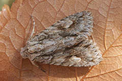 Meganephria bimaculosa