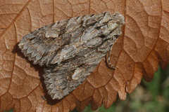 Meganephria bimaculosa