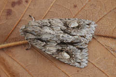 Meganephria bimaculosa