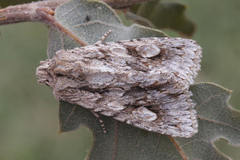 Meganephria bimaculosa