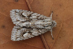 Meganephria bimaculosa