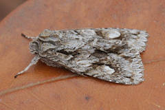 Meganephria bimaculosa