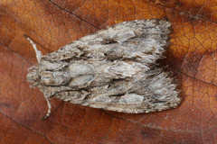 Meganephria bimaculosa