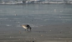 Calidris alba