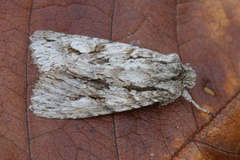 Meganephria bimaculosa