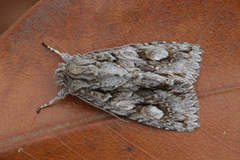 Meganephria bimaculosa