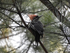 Dryocopus schulzii
