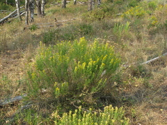 Ericameria parryi