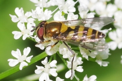 Parasyrphus lineolus