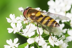 Parasyrphus lineolus