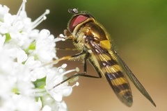 Parasyrphus lineolus