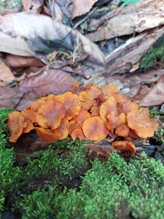 Fungi