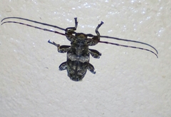 Lagocheirus araneiformis