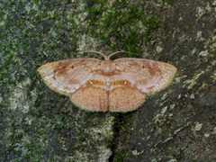 Chrysocraspeda plumbeofusa