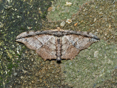 Hyposidra infixaria